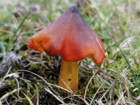 Slijmkoppen [Hygrophoraceae]